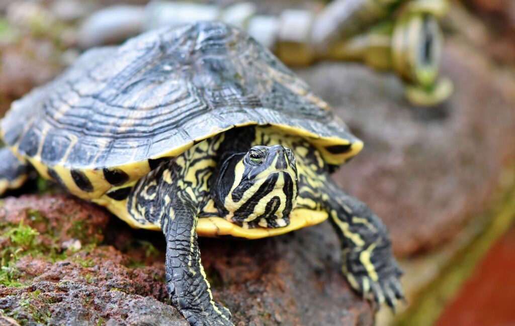 ¿son reptiles las tortugas?