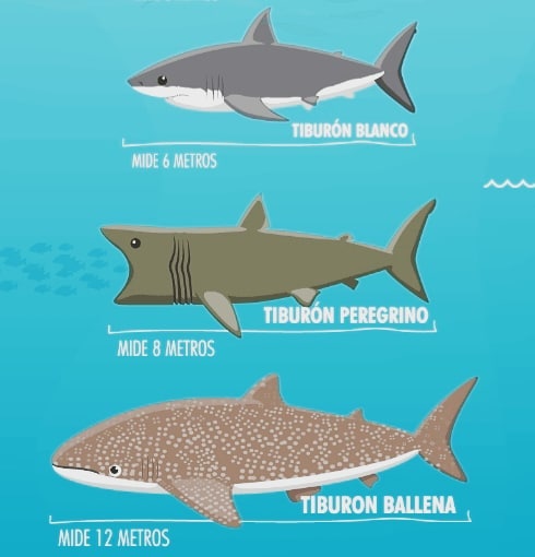 Tiburón peregrino tamaño