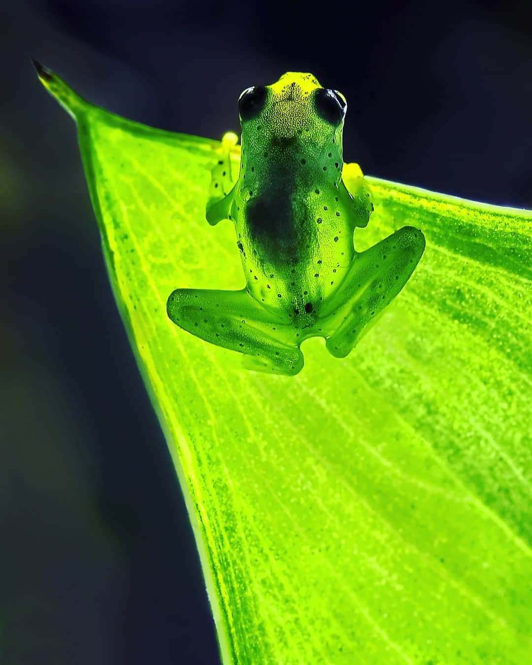 glass frogs