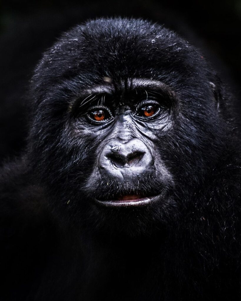 gorila oriental