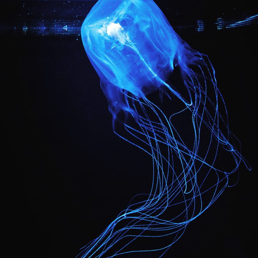 medusa cofre