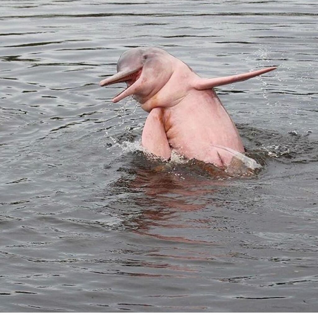 delfín del Amazonas