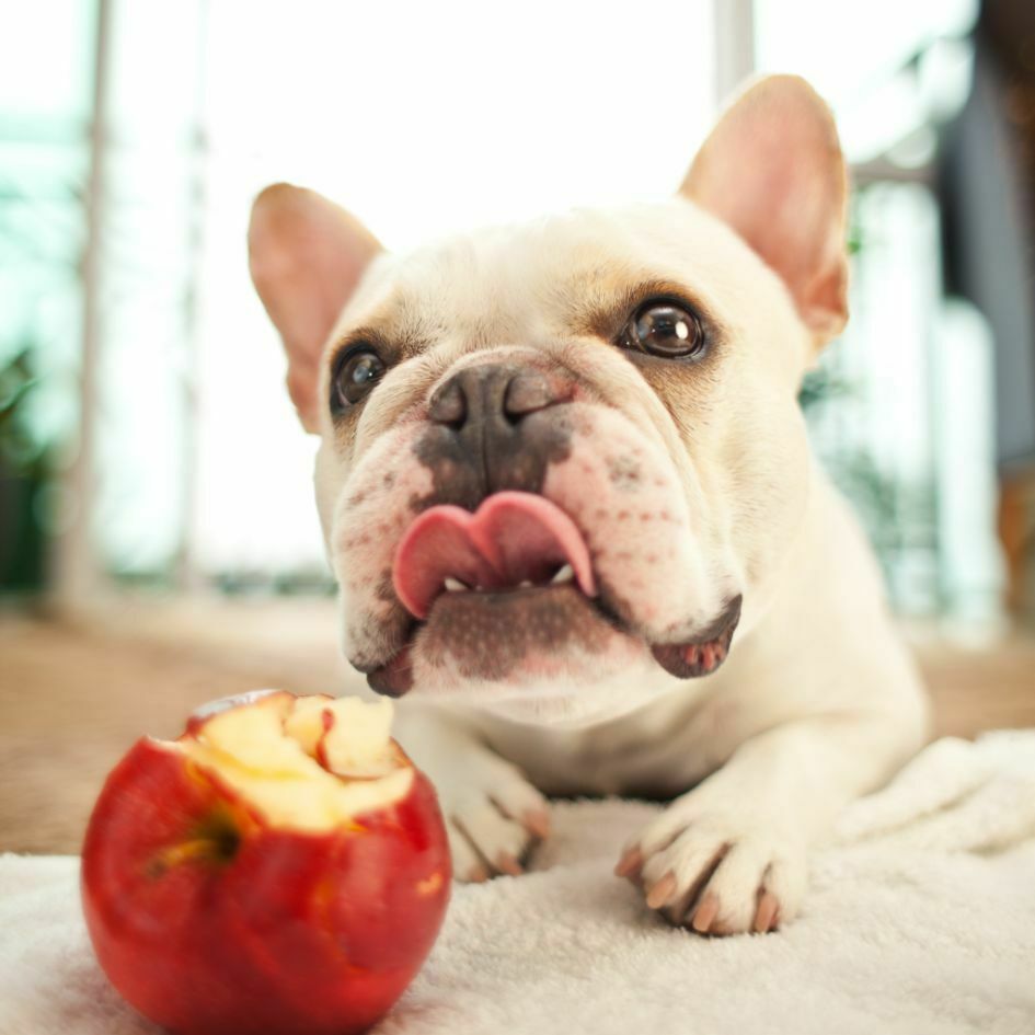 Bulldog francés comiendo manzana