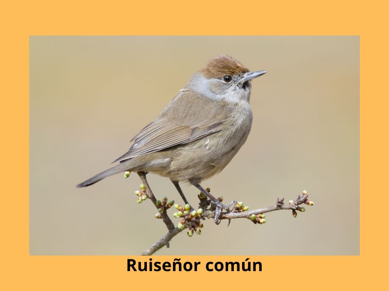 Ruiseñor común - uno de los 5 pájaros que cantan de noche