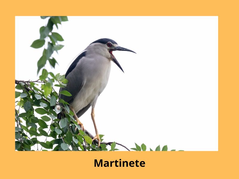 El Martinete es fácilmente reconocible por su plumaje negro brillante, su larga y delgada cabeza y su pico largo y recto