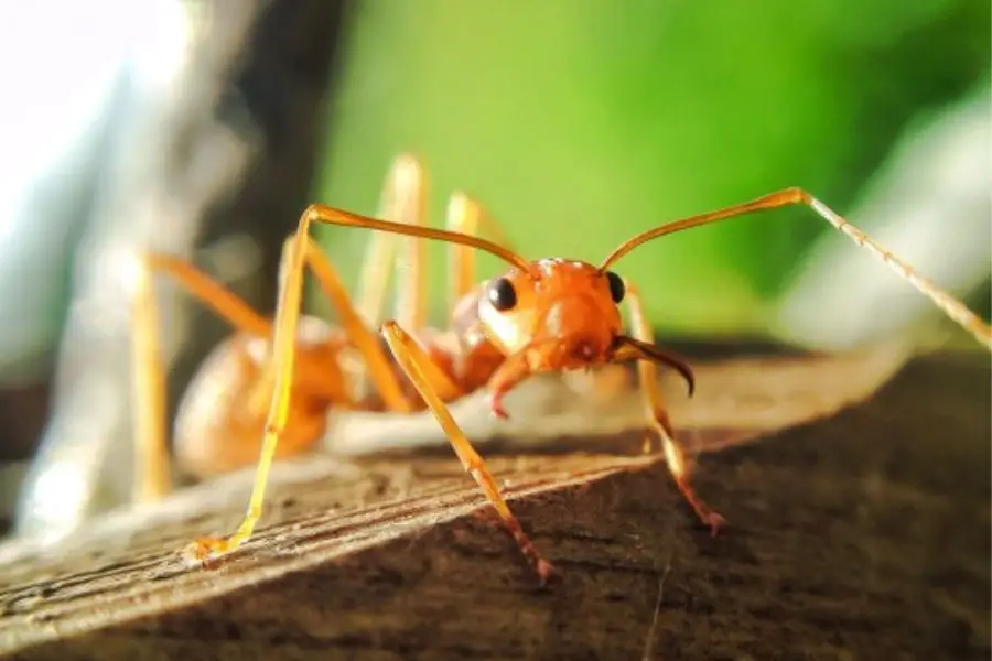 ¡La hormiga más grande del mundo que debes conocer!
