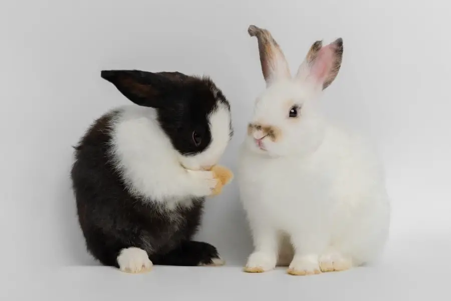 ¿Los conejos pueden comer brócoli? ¡Aquí está toda la información!