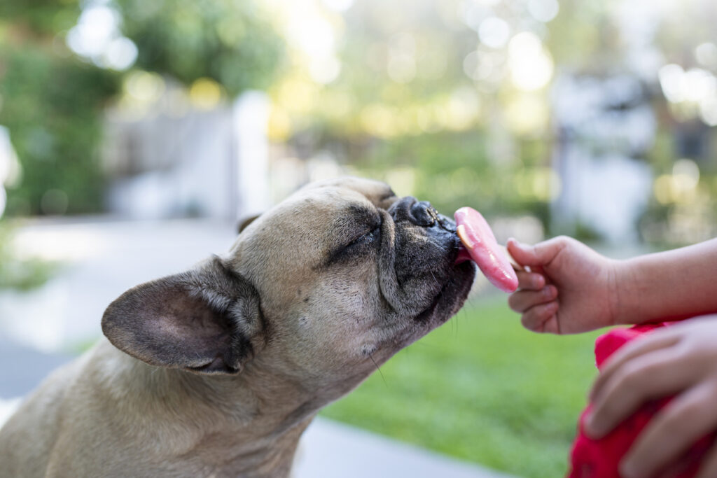 Bulldog francés lamiendo un helado rosa