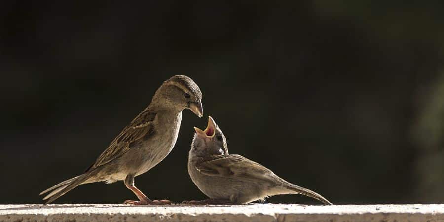 ¿Pueden los pájaros comer avena? (gorriones, mirlos, palomas, etc.)