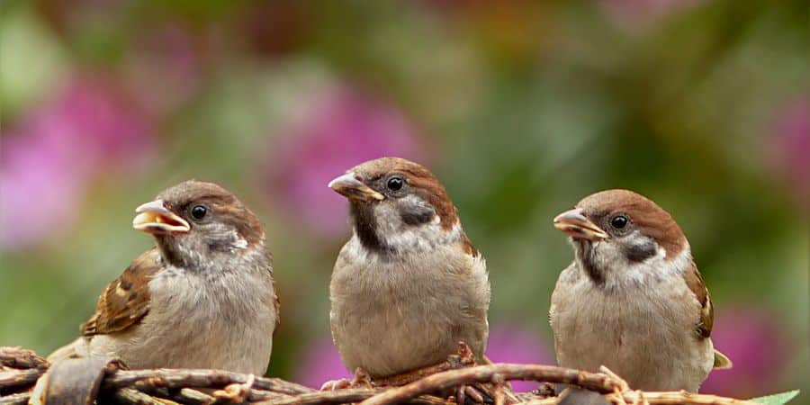 ¿Pueden los pájaros sudar o cómo se refrescan?