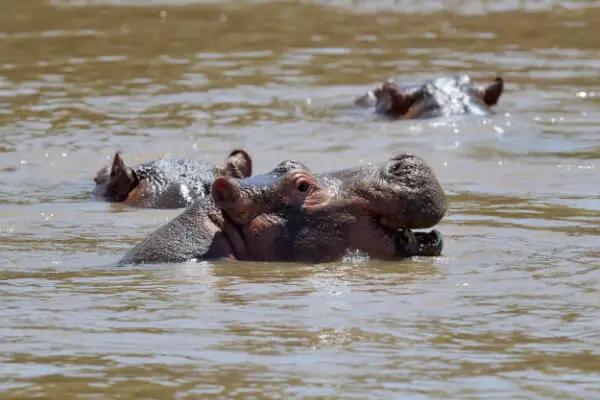 ¿Qué tan rápido es un hipopótamo en tierra y en el agua? ¡Todos los hechos!