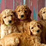 Los 50 nombres más adorables para perros pequeños que te encantará conocer