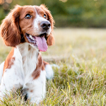 Nombres para perros malos: ideas originales y divertidas para tu mejor amigo canino