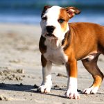 Nombres originales para perros marrones: ¡Encuentra el perfecto para tu compañero de cuatro patas!