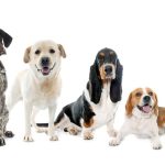 Los mejores nombres para perras de raza: encuentra el perfecto para tu compañera fiel