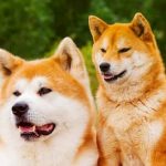 Nombres japoneses para perros hembra: significados y opciones populares