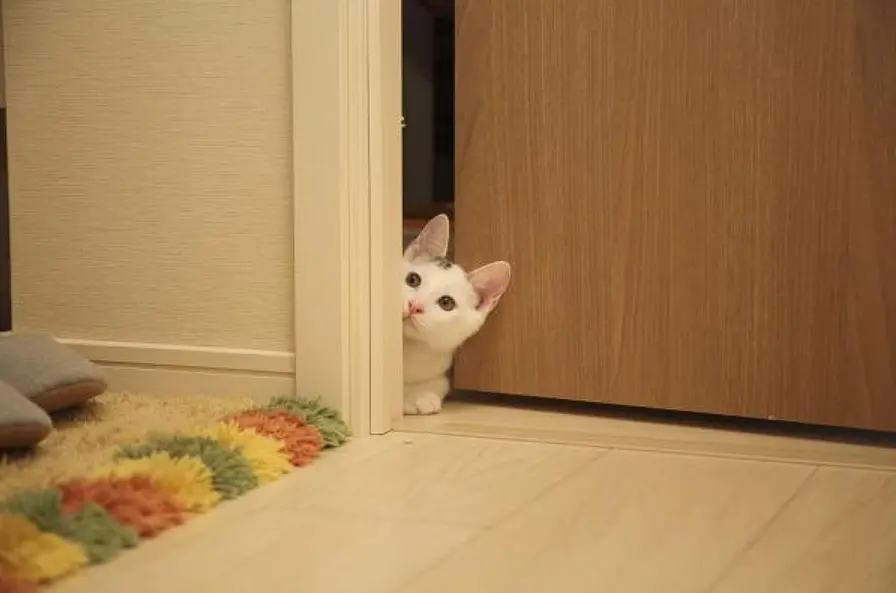 gato blanco entrando por la puerta