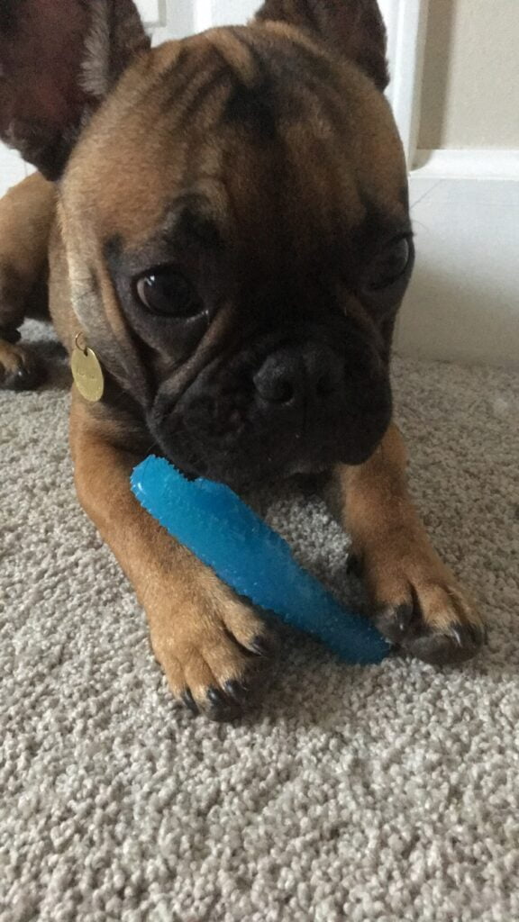 Bulldog francés con un juguete para masticar