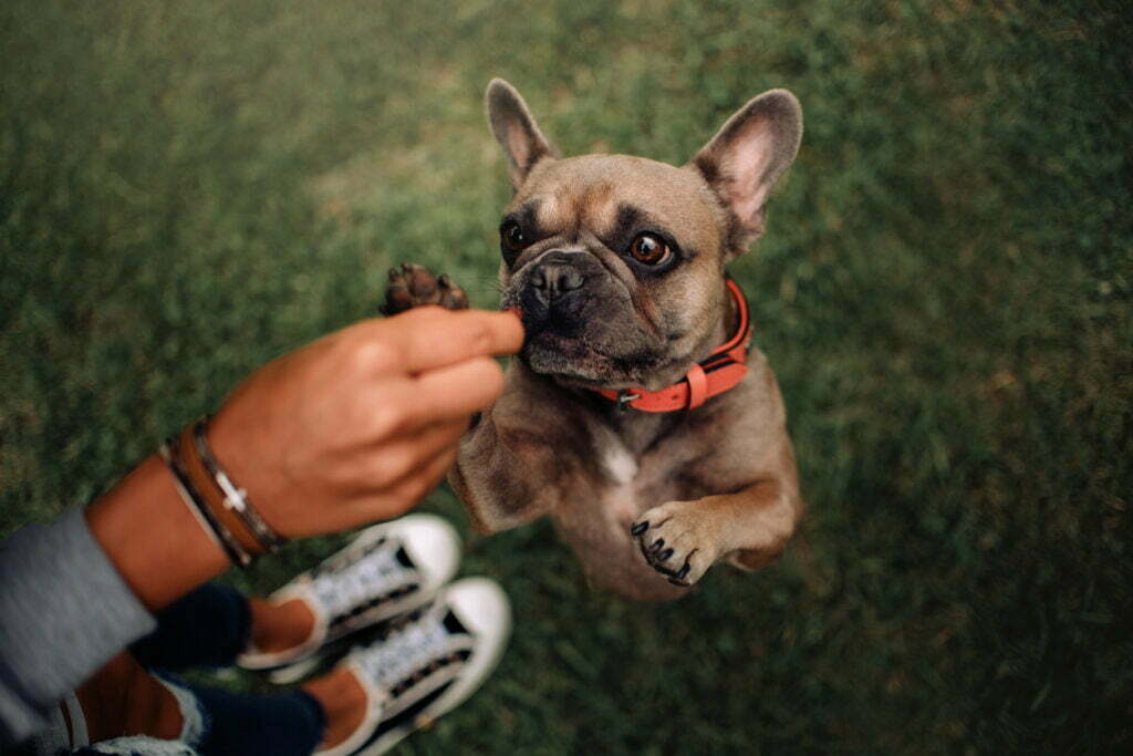 Bulldog francés recompensado con una golosina para perros