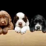 Hembras caninas con personalidad: 50 nombres para tu perrita