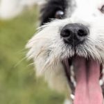 10 ideas de nombres para tu perra pastor belga que te encantarán.