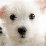 100 nombres para perros machos originales y únicos: Encuentra el perfecto para tu peludo amigo