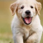 50 opciones encantadoras de nombre para perros hembras que te enamorarán
