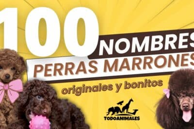 100 nombres para perras marrones