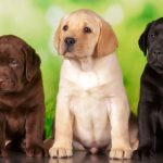 100 nombres geniales para perros machos: ¡Encuentra el nombre perfecto para tu nuevo amigo!