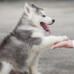 100 ideas únicas de nombres para perros machos con significados divertidos
