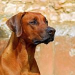 Nombres ideales para perros de caza: inspiración y originalidad
