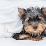 10 nombres geniales para perros machos pequeños