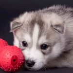 20 ideas de nombres bonitos para tu fiel compañero canino