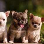 Encuentra el nombre perfecto para tu Chihuahua: ideas originales de nombres para perros