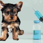 Nombres de vacunas para perros: ¿Cuáles son las más importantes?