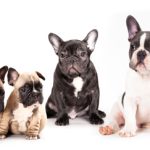 10 ideas de nombres para perros originales que te encantarán