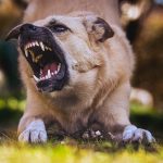 Nombres para perros peligrosos: ideas para darle a tu compañero canino un nombre fuerte y temerario