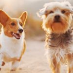 50 nombres adorables para perros pequeñas: Encuentra el perfecto para tu compañera fiel