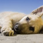 Nombres Mitológicos Para Perros: Descubre Las Mejores Opciones