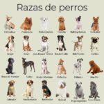 Nombres de las razas de perros pequeños y peludos más adorables