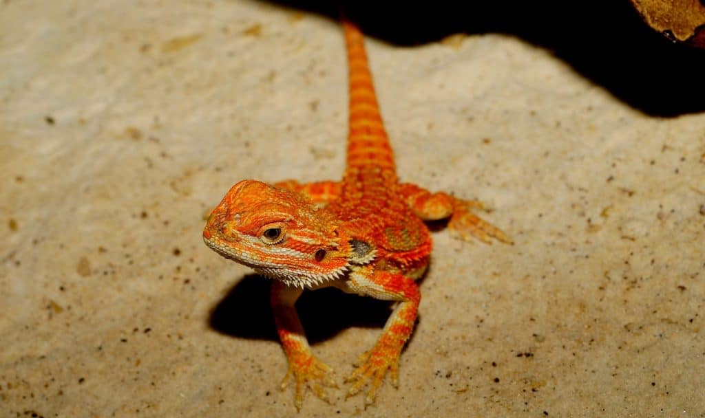 lagarto naranja con nombre de dragón barbudo duro