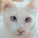 Cómo detectar si tu gato tiene el Síndrome de Down felino: señales y síntomas
