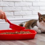 ¿Con qué frecuencia debes limpiar la caja de arena de tu gato?