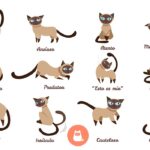 Descifrando el lenguaje felino: ¿Qué nos dicen los diferentes tipos de maullidos de los gatos?