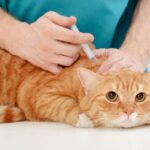 La importancia de la primera vacuna en gatos: todo lo que debes saber