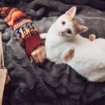 La razón detrás del comportamiento de los gatos al dormir encima de sus dueños