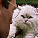 Descubre al Gato de Stuart: La Pequeña Raza que Enamora a Todos