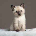 Gato de raza fina: Belleza y elegancia en una sola mascota