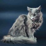 Todo lo que necesitas saber sobre la fascinante raza de gato Nebelung