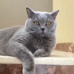 El British Shorthair: la raza de gato más emblemática y adorada del Reino Unido